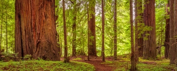 redwoods.jpg